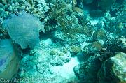 BVI Diving-0215